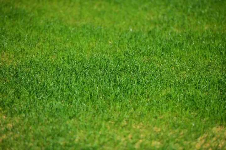 La mejora del césped del Kempes. (La Voz del Interior)
